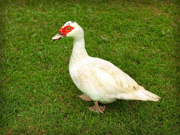Un pato con parche rojo sobre el ojo — Foto de Stock