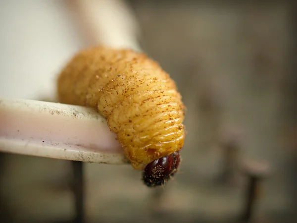 Sago robaki wśród paznokcie — Zdjęcie stockowe