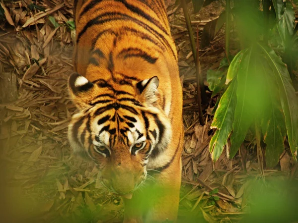 Slightly obscured tiger — Stock Photo, Image