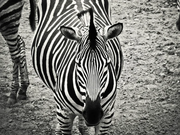 Zebra em preto e branco — Fotografia de Stock
