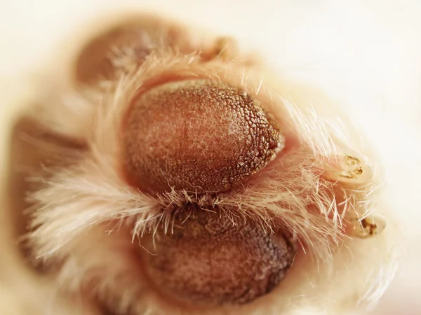 Close up of dog paw — Stock Photo, Image