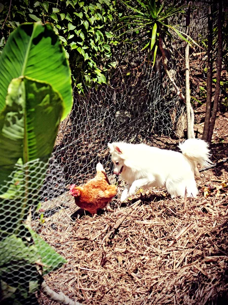 beyaz köpek bir tavuk saldırmaya hazır