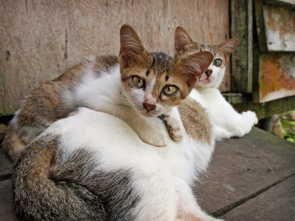 Kitten resting on top of mum — Stock Photo, Image