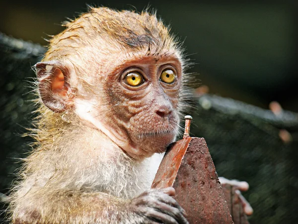 Baby monkey with bright eyes on a fence — Stock Photo, Image