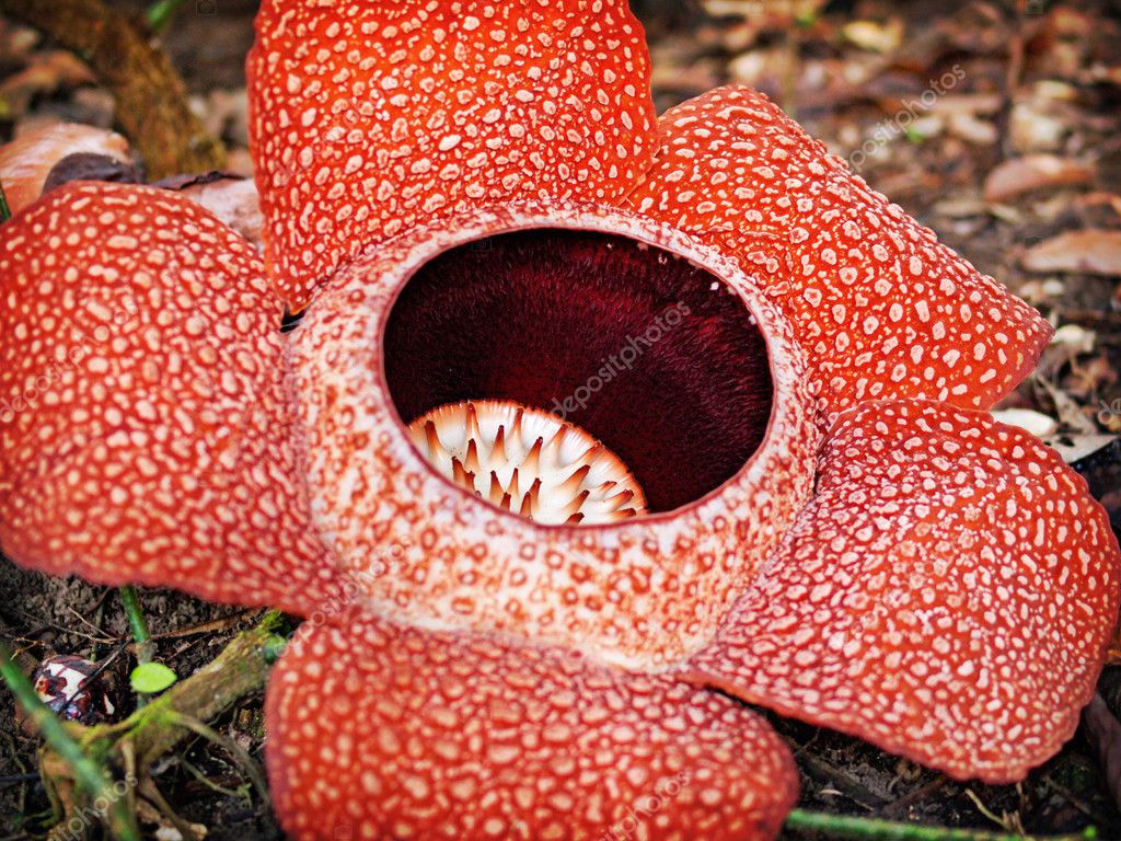 Rafflesia flower in bloom Stock Photo by ©ninle500 7593415