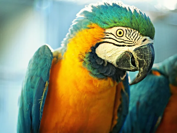 다채로운 앵무새 잉 꼬 스톡 사진