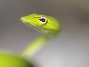 Eye of green vine snake clipart