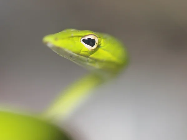 Occhio di serpente di vite verde — Foto Stock