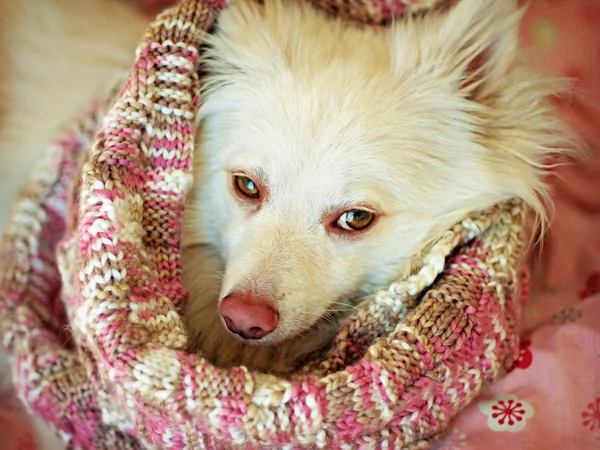 Biały pies noszenie apaszka — Zdjęcie stockowe