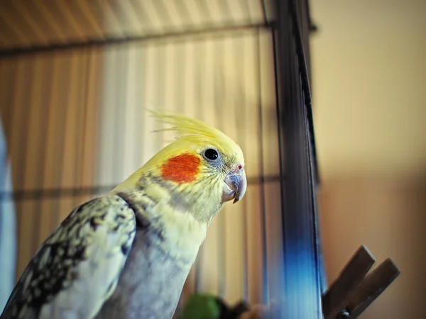 Cockatiel oiseau dans la cage — Photo