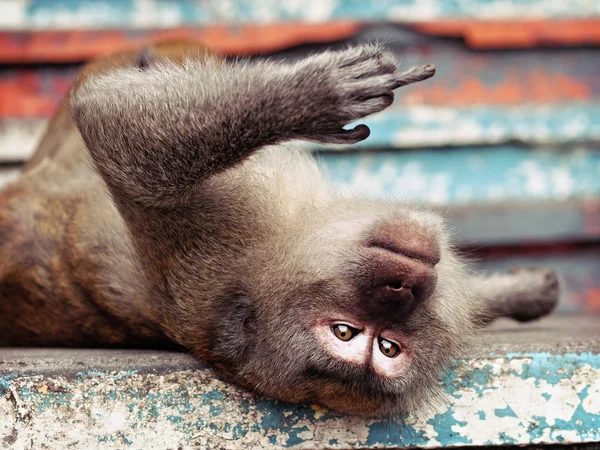 Monkey giving the finger — Stock Photo, Image