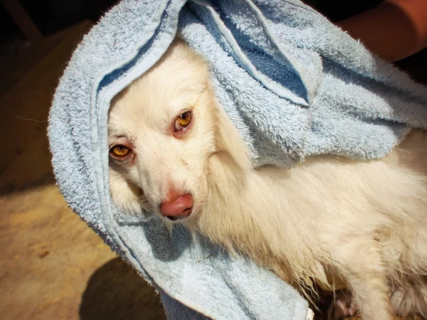 Czas kąpieli psa — Zdjęcie stockowe