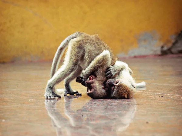 Two baby monkeys play fighting