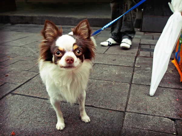 Chihuahua tittar rakt på kameran Stockbild