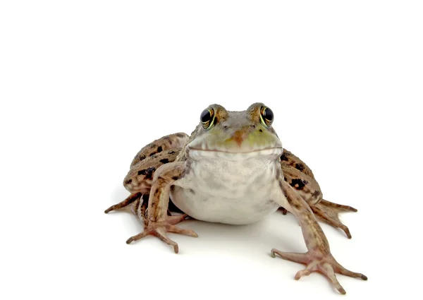 Wood Frog-Rana Sylvatica Royalty Free Stock Images