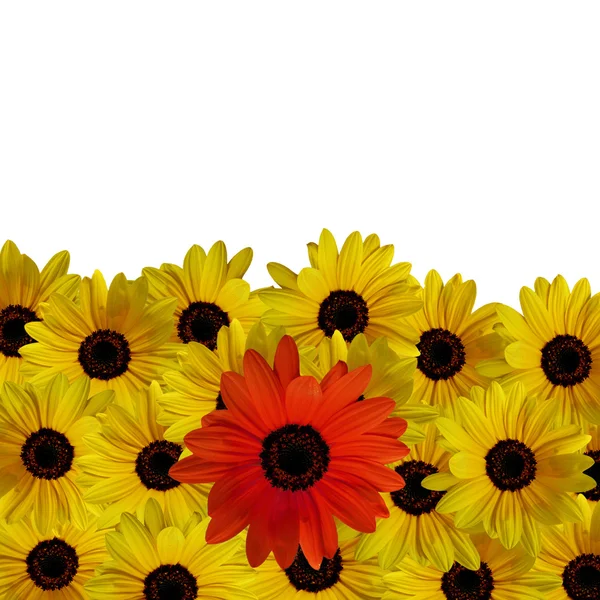 노란색에 빨간 꽃 로열티 프리 스톡 이미지