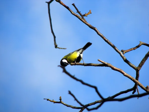 Titmouse on a branch — Stock Photo, Image