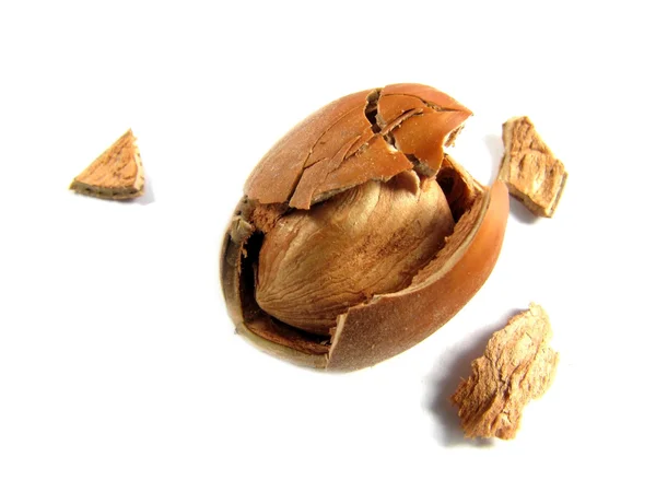 Hazelnuts in shell — Stock Photo, Image