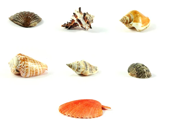 Conchas marinas multicolores —  Fotos de Stock