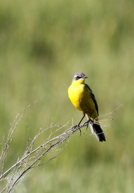 kuru ot üzerinde oturan bir kuş