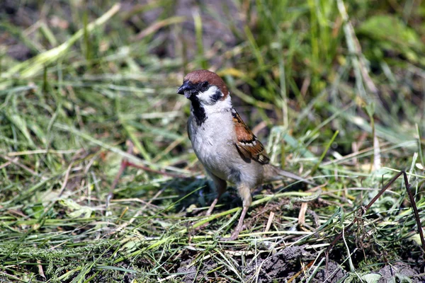 Sparrow on a grass — Stock Photo, Image