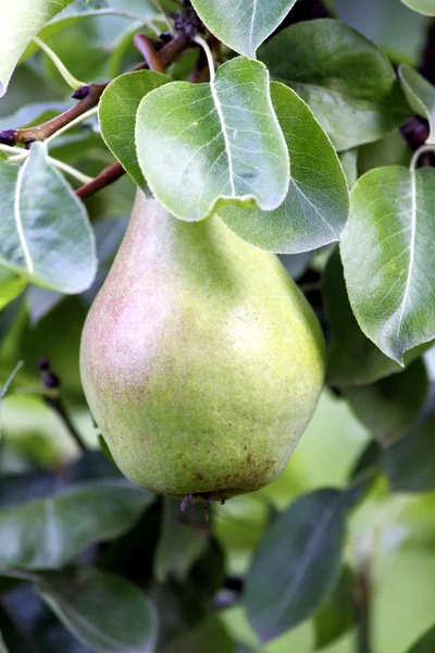 stock image Fruit of pear