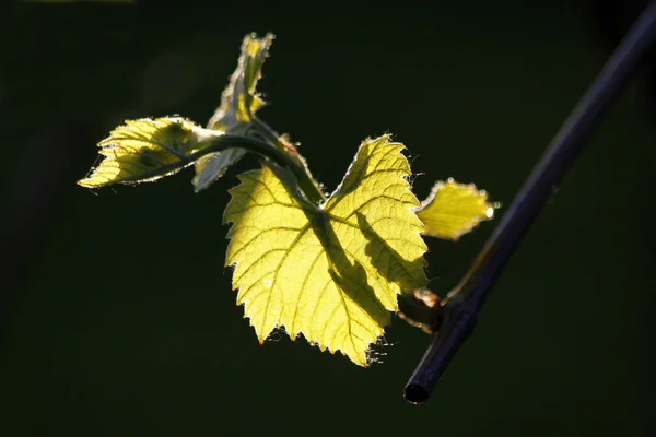 Grape-vine — Stock Photo, Image