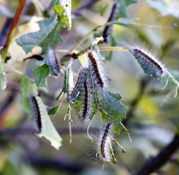 stock image Larvae, eating up a foliage