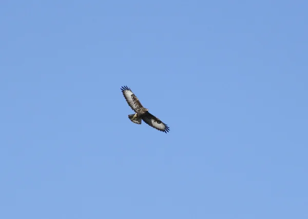 Um pássaro predador está no céu azul — Fotografia de Stock