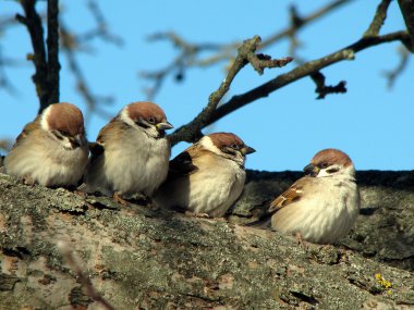 Sparrows sitting on a tree clipart