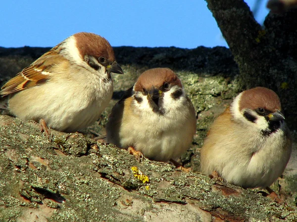 三只麻雀坐在一棵树上 — 图库照片