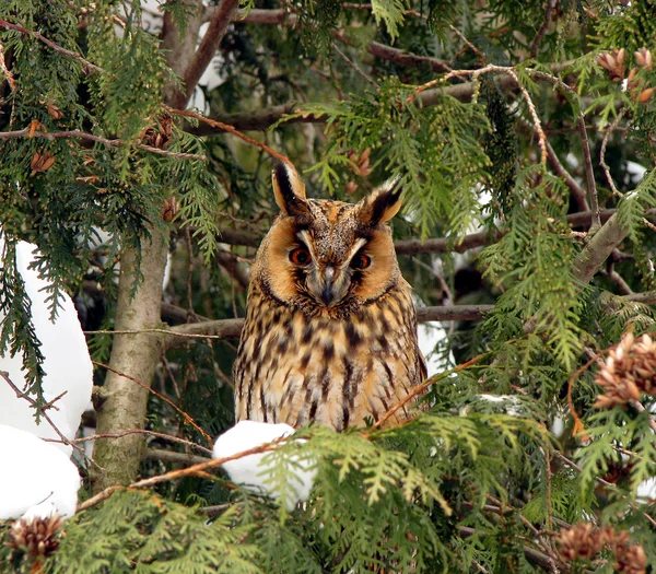 With big ears owl on a tree
