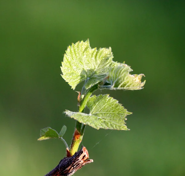 Grape-vine — Stock Photo, Image