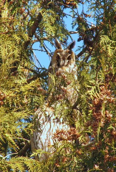 S velkýma ušima sova na stromě — Stock fotografie