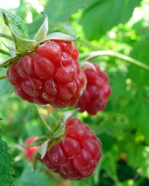 stock image Berries of raspberry