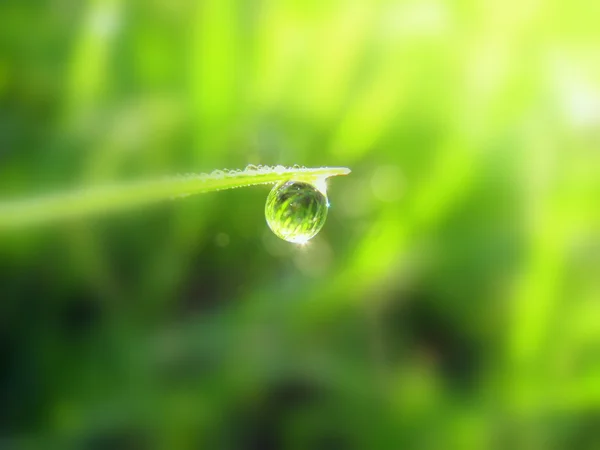 Drop on a grass — Stock Photo, Image
