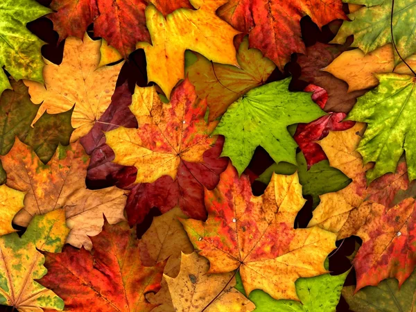 Suché podzimní listí pozadí — Stock fotografie