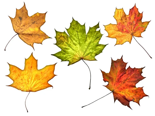 Podzimní listí izolované na bílém pozadí — Stock fotografie