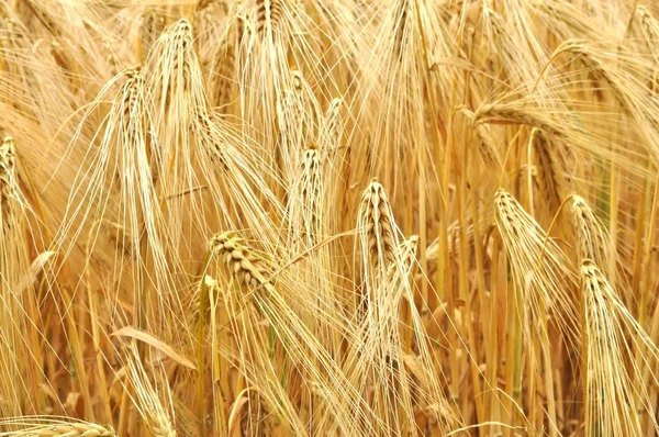 Gold grain rye field — Stock Photo, Image