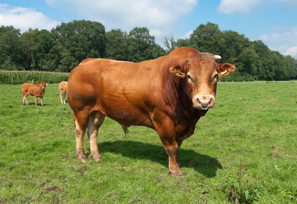 Лімузин бик — стокове фото