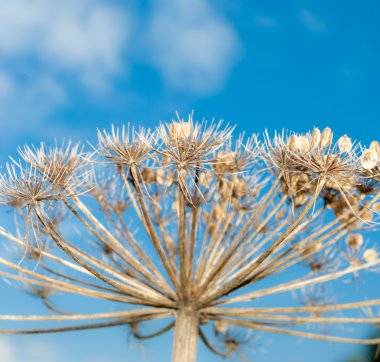 Kuru hogweed