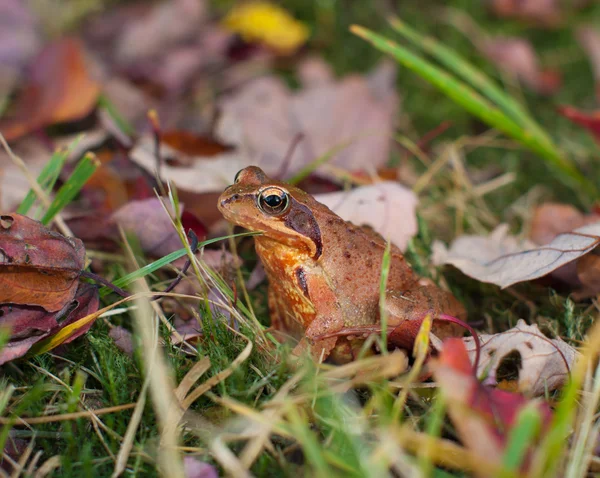 Common frog