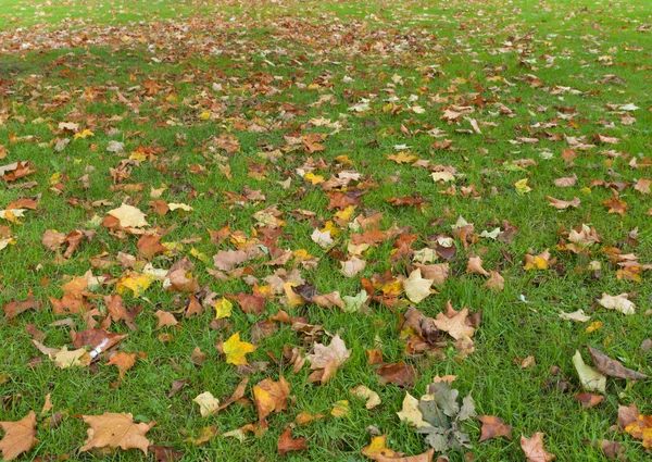 Autumn leaves on grass — Stock Photo, Image