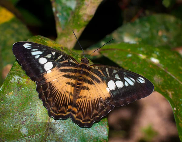 Bir izne kelebek — Stok fotoğraf