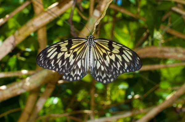 Bir ağaçta kelebek — Stok fotoğraf