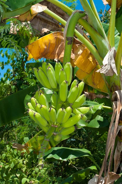 Banan träd — Stockfoto