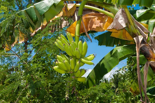 Banán strom — Stock fotografie