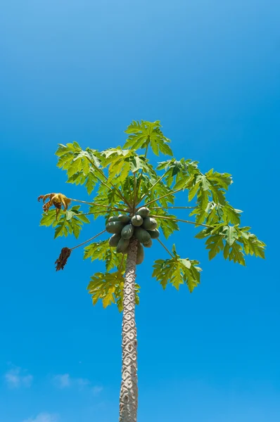 Árbol de papaya —  Fotos de Stock
