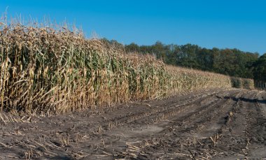 Maize field clipart