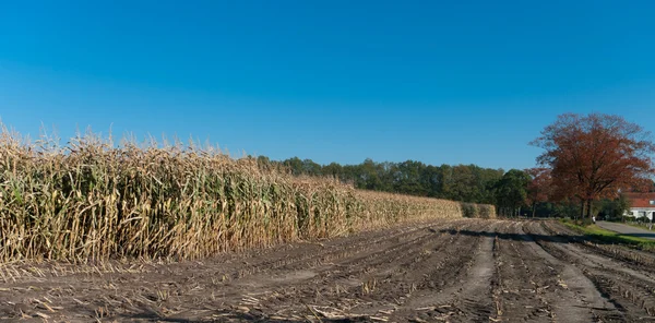 Maïs veld — Stockfoto